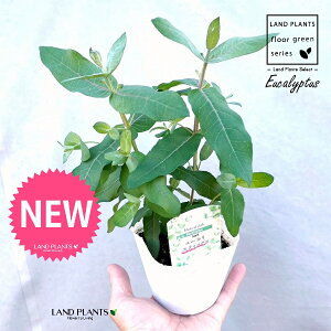 [JiXeBbNXj 3.5 |bgc 1 Eucalyptus