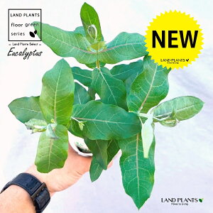 [JiOuXj 3.5 |bgc 1 Eucalyptus