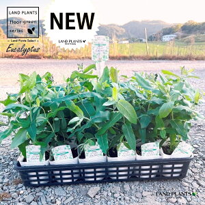 yP[X̔F24z [JiOuXj 3.5 |bgc 24 Eucalyptus