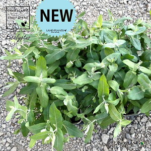 yP[X̔F24z [JiOuXj 3.5 |bgc 24 Eucalyptus