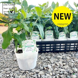 [JiOuXj 3.5 |bgc 1 Eucalyptus