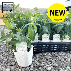 [JiXeBbNXj 3.5 |bgc 1 Eucalyptus