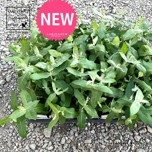 【ケース販売:24入】 ユーカリ(スティックス) 3.5号 ポット苗 24鉢 Eucalyptus