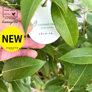 }[giH100cmxj 7 vX`bN 1 Zebh}[g n[u fBJn[u A}es[  }[g Vg[lemon myrtle Backhousia citriodora