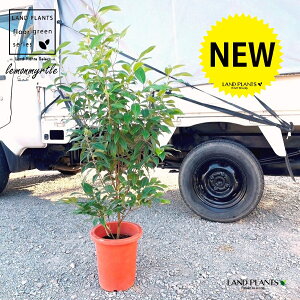 }[giH100cmxj 7 vX`bN 1 Zebh}[g n[u fBJn[u A}es[  }[g Vg[lemon myrtle Backhousia citriodora