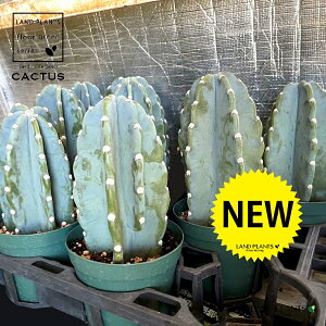 yP[X̔F11z T{e iT{eFSʊpj 4 vX`bNc 11 cactus