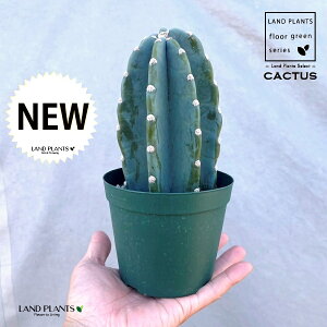 T{e iT{eFSʊpj 4 vX`bNc 1 cactus