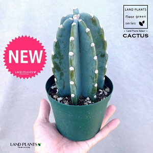 T{e iT{eFSʊpj 4 vX`bNc 1 cactus