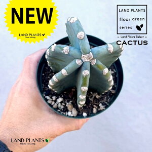 T{e iT{eFSʊpj 4 vX`bNc 1 cactus