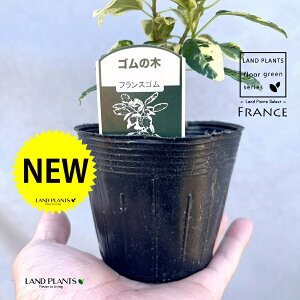 フランスゴム(斑入り) 3.5号 ポット苗 1鉢 ゴム ゴムの木 フィカス ルビキノーサ ルビギノーサ Ficus rubiginosa