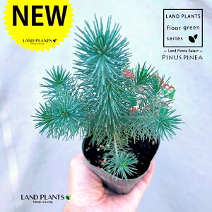 siXslAiC^AJT}cj 3 |bgc 1 Rjt@[ skXslA mGc[ C^AJT}c AupC Pinus pinea