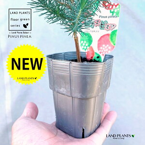 siXslAiC^AJT}cj 3 |bgc 1 Rjt@[ skXslA mGc[ C^AJT}c AupC Pinus pinea