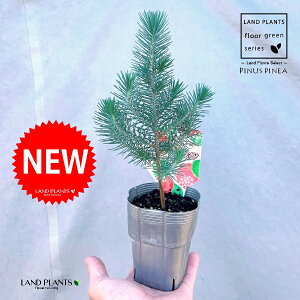 siXslAiC^AJT}cj 3 |bgc 1 Rjt@[ skXslA mGc[ C^AJT}c AupC Pinus pinea