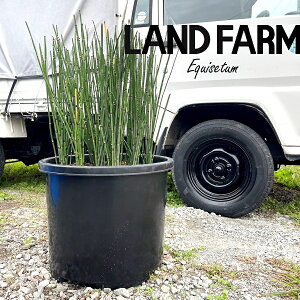 【大型苗】 トクサ(水砥草) 15号 プラスチック鉢 1鉢 エダウチトクサ 砥草 木賊 歯磨草 ハミガキクサ Equisetum hyemale