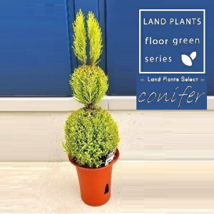 S[hNXgiETM̃gsA[F80cmj 6 vX`bN 1 qo Rjt@[ Rjt@ qmL jt conifer Hesperocyparis macrocarpa 'Goldcrest'