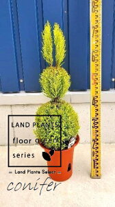 yP[X̔F6z S[hNXgiETM̃gsA[F80cmj 6 vX`bN 6 qo Rjt@[ Rjt@ qmL jt conifer Hesperocyparis macrocarpa 'Goldcrest'