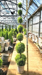 S[hNXgi7i{[dẴgsA[F230cmj 10 vX`bN 1 qo Rjt@[ Rjt@ qmL jt conifer Hesperocyparis macrocarpa 'Goldcrest'