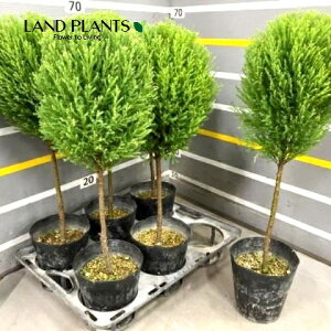 S[hNXgi{[^gsA[dāj 5 vX`bN 1 qo Rjt@[ Rjt@ qmL jt conifer Hesperocyparis macrocarpa 'Goldcrest'