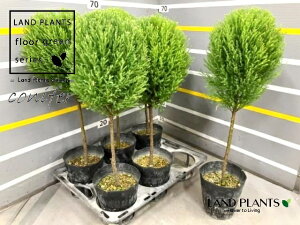 yP[X̔F6z S[hNXgi{[^gsA[dāF70cmj 5 vX`bN 6 qo Rjt@[ Rjt@ qmL jt conifer Hesperocyparis macrocarpa 'Goldcrest'