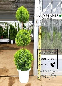 S[hNXgi3i{[dẴgsA[F130cmj 8 vX`bN 1 qo Rjt@[ Rjt@ qmL jt conifer Hesperocyparis macrocarpa 'Goldcrest'