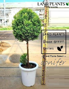 S[hNXgi{[dẴgsA[F100cmj 8 vX`bN 1 qo Rjt@[ Rjt@ qmL jt conifer Hesperocyparis macrocarpa 'Goldcrest'