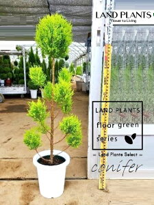 S[hNXgiiXdẴgsA[F130cmj 8 vX`bN 1 qo Rjt@[ Rjt@ qmL jt conifer Hesperocyparis macrocarpa 'Goldcrest'
