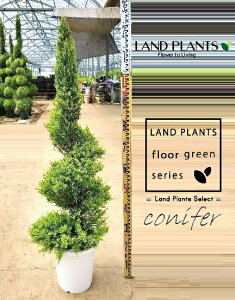 S[hNXgi点dẴgsA[F130cmj 8 vX`bN 1 qo Rjt@[ Rjt@ qmL jt conifer Hesperocyparis macrocarpa 'Goldcrest'