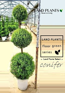 S[hNXgi3i{[dẴgsA[F180cmj 10 vX`bN 1 qo Rjt@[ Rjt@ qmL jt conifer Hesperocyparis macrocarpa 'Goldcrest'