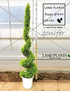 S[hNXgiXpCF180cmj 10 vX`bN 1 qo Rjt@[ Rjt@ qmL jt conifer Hesperocyparis macrocarpa 'Goldcrest'