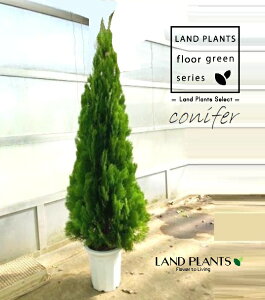 RmeKViGKeBbV}F190cmj 10 vX`bN 1 qo Rjt@[ Rjt@ qmL jt conifer Platycladus orientalis