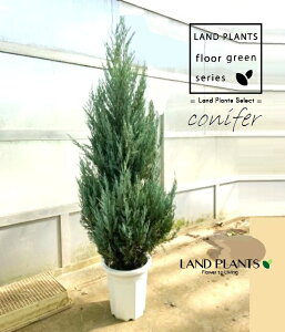 Rjt@[i[OEF170cmj 10 vX`bN 1 qo Rjt@[ Rjt@ qmL jt jyX [OE conifer Juniperus scopulorum 'Moonglow'