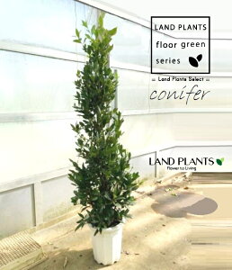 [GijFQbPCWj 10 vX`bN m[uE[ n[u j Laurus nobilis