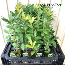 楽天市場】月桂樹 苗（花・観葉植物｜花・ガーデン・DIY）の通販