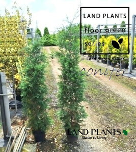 Rjt@[iCfB[F150cmj 7 |bgc 1 qo Rjt@[ Rjt@ qmL jt ChqmL ChTCvX ChRjt@[ conifer Cupressocyparis leylandii