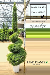 S[hNXgiXpCF250cmj 12 vX`bN 1 qo Rjt@[ Rjt@ qmL jt conifer Hesperocyparis macrocarpa 'Goldcrest'