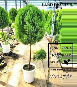 S[hNXgi{[dẴgsA[Fa60cmE160cmj 10 vX`bN 1 qo Rjt@[ Rjt@ qmL jt conifer Hesperocyparis macrocarpa 'Goldcrest'