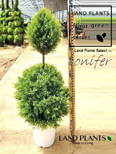 S[hNXgi2i{[ Ⴞ܁F110cmj 8 vX`bN 1 qo Rjt@[ Rjt@ qmL jt conifer Hesperocyparis macrocarpa 'Goldcrest'