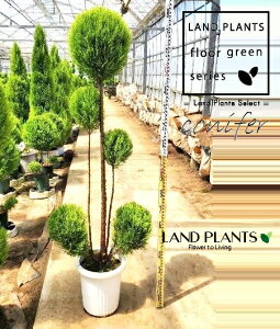 S[hNXgiȂ} iXdẴgsA[F180cmj 10 vX`bN 1 qo Rjt@[ Rjt@ qmL jt conifer Hesperocyparis macrocarpa 'Goldcrest'