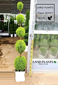 S[hNXgi5i{[dẴgsA[F180cmj 10 vX`bN 1 qo Rjt@[ Rjt@ qmL jt conifer Hesperocyparis macrocarpa 'Goldcrest'