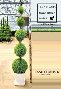 S[hNXgi5i{[dẴgsA[F140cmj 9 vX`bN 1 qo Rjt@[ Rjt@ qmL jt conifer Hesperocyparis macrocarpa 'Goldcrest'