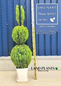 S[hNXgiETM̃gsA[F130cmj 9 vX`bN 1 qo Rjt@[ Rjt@ qmL jt conifer Hesperocyparis macrocarpa 'Goldcrest'