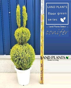 S[hNXgiETM̃gsA[F120cmj 8 vX`bN 1 qo Rjt@[ Rjt@ qmL jt conifer Hesperocyparis macrocarpa 'Goldcrest'