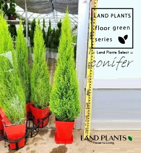 S[hNXgiR`F95cmj 6 vX`bN 1 qo Rjt@[ Rjt@ qmL jt conifer Hesperocyparis macrocarpa 'Goldcrest'