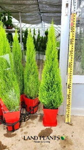 yP[X̔F6z S[hNXgiR`F95cmj 6 vX`bN 6 qo Rjt@[ Rjt@ qmL jt conifer Hesperocyparis macrocarpa 'Goldcrest'