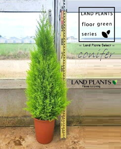 S[hNXgiR`F90cmj 7 vX`bN 1 qo Rjt@[ Rjt@ qmL jt conifer Hesperocyparis macrocarpa 'Goldcrest'