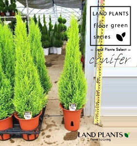 S[hNXgiR`F90cmj 6 vX`bN 1 qo Rjt@[ Rjt@ qmL jt conifer Hesperocyparis macrocarpa 'Goldcrest'