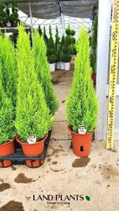 yP[X̔F6z S[hNXgiR`F90cmj 6 vX`bN 6 qo Rjt@[ Rjt@ qmL jt conifer Hesperocyparis macrocarpa 'Goldcrest'