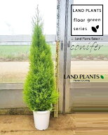 ゴールドクレスト（自然樹形：120cm） 8号 プラスチック鉢 1鉢 ヒバ コニファー コニファ ヒノキ 針葉樹 …