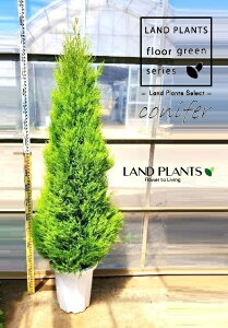 S[hNXgiR`F180cmj 10 vX`bN 1 qo Rjt@[ Rjt@ qmL jt conifer Hesperocyparis macrocarpa 'Goldcrest'