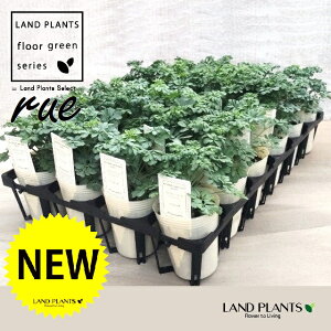 [ ilR炸F1dāj2.5 |bgc 1 L L悯 R[ K[f[ [n[u [n[ w[_ [w[_ common rue Ruta graveolens L.